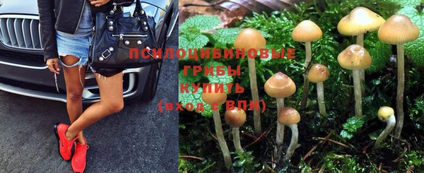 прущие грибы Гусиноозёрск